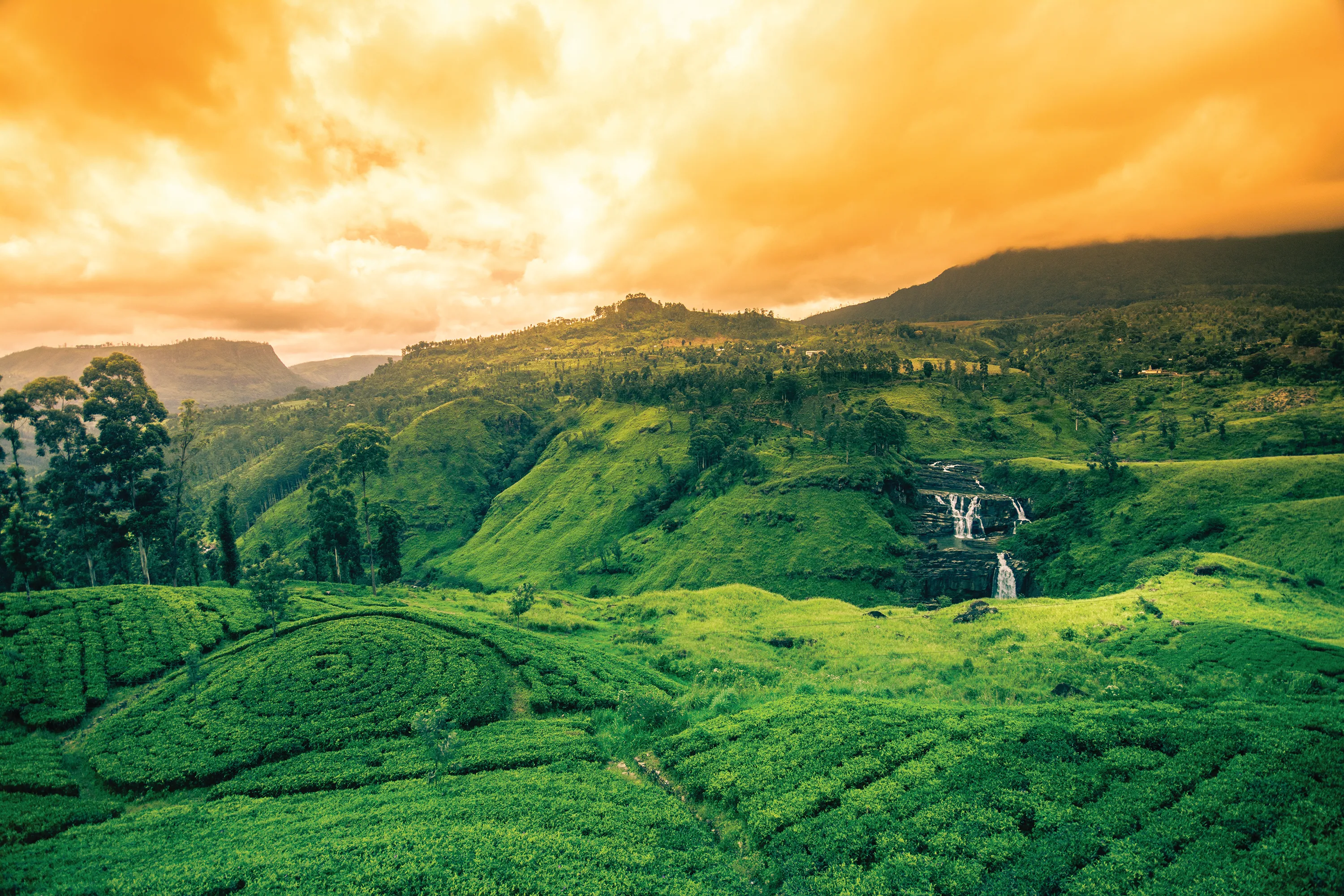 Tea Trails, Nuwara Eliya