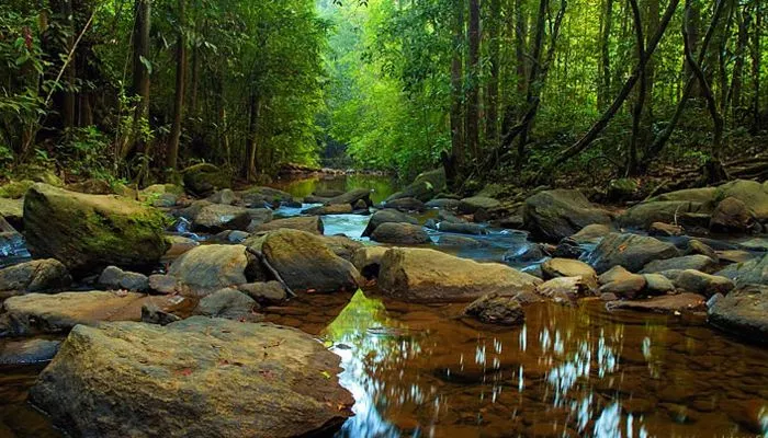 Sinharaja Rainforest Eco Camp