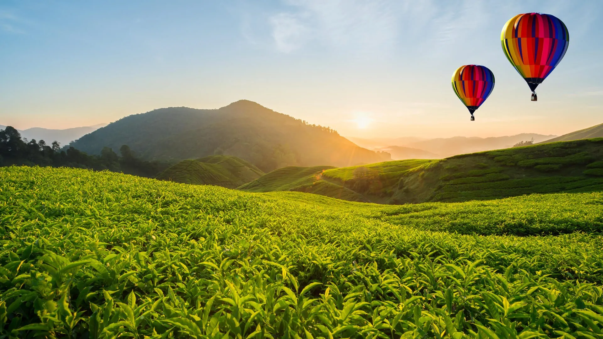 Tea Plantations