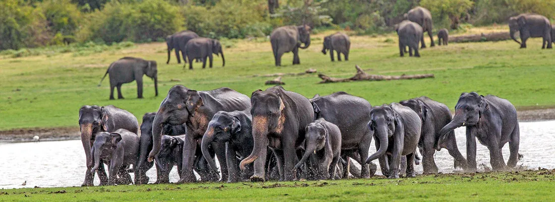 Wildlife Safari Expedition