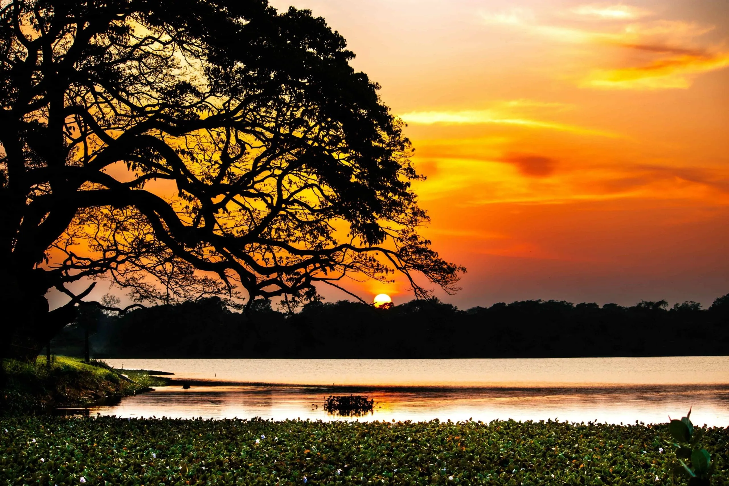 Wilpattu Wildlife Camp